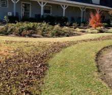 Leaf Clean Up